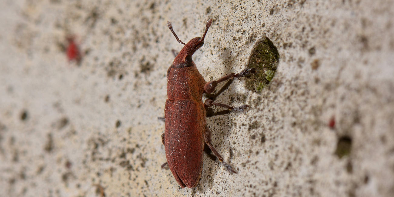 Curculionidae: Lixus sanguineus?  s......Lixus  angustus (syn=sanguineus)